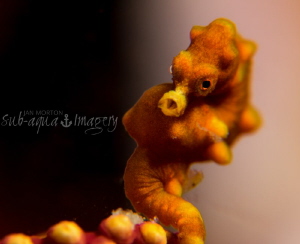 Pygmy Sea Horse.  Approx 8mm in length.  
Olympus OMD E-... by Jan Morton 